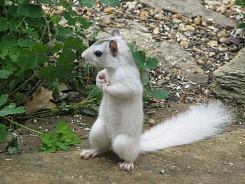 White squirrel, outside, white, sitting, rare, squirrel HD wallpaper
