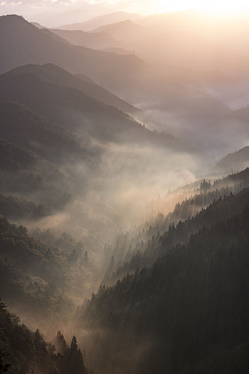 Landscape, Nature, Mountains, Dawn, Forest, Fog HD phone wallpaper