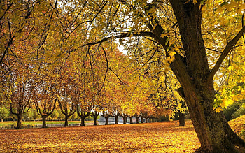 Yellow maple trees, , Nature, Landscape HD wallpaper