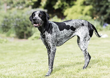* Dog *, dog, animal, dogs, animals HD wallpaper