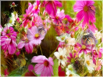 Fluttering petals, wings, stems, nice, butterflies, pink, leaves, petals, flowers, butterly HD wallpaper