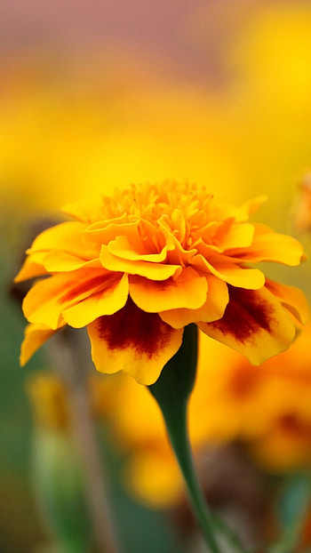 Marigold, Orange, Marigold Flower HD phone wallpaper