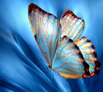 butterfly, blue, background, white HD wallpaper