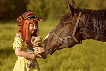 dom Feeling, cowgirls, horses, redheads, hats, puppy HD wallpaper