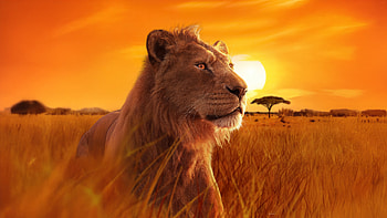 Mufasa The Lion King , mufasa-the-lion-king, movies, 2024-movies, animated-movies, disney, the-lion-king HD wallpaper