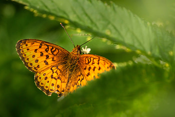 Moth resting on a lief, graphy, bugs, pretty, , lief, nature, orange, moth HD wallpaper