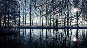 Nature, Trees, Reflection, Forest, Evening HD wallpaper