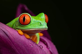 Mesmerizing wildlife, Vibrant red-eyed frog, Macro graphy, Wildlife enthusiast HD wallpaper