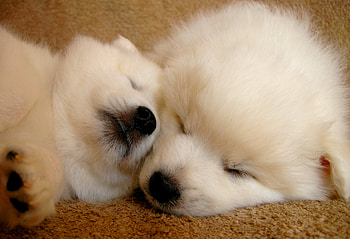 SLEEPING CUTENESS, white, labs, puppies, sleeping, duo HD wallpaper