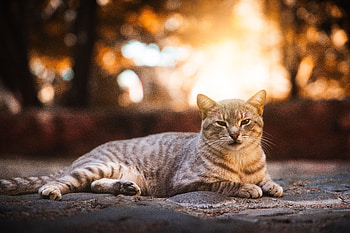 Animals, Cat, Striped, Pet, Grey, Nice, Sweetheart HD wallpaper