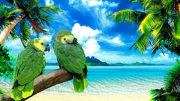 Green Parrots, branch, parrots, ocean HD wallpaper