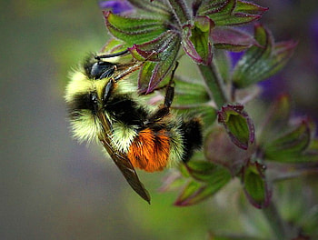 Busy as a bee, plant, yellow and black, bee, insect HD wallpaper