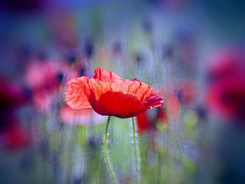 Red Flower, cool, , red, flower HD wallpaper