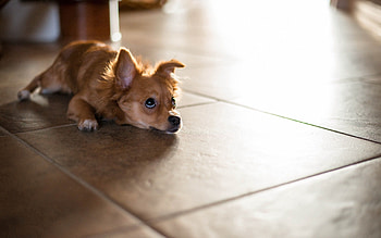 Animals, To Lie Down, Lie, Sight, Opinion, Puppy, Floor, Waiting, Expectation HD wallpaper