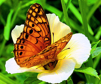 Beauty alites, white, black, leaves, butterfly, yellow, flower, orange HD wallpaper
