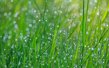 Grass, Drops, Macro, Wet, Dew HD wallpaper