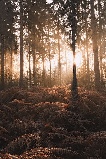 Nature, Trees, Fern, Forest, Sunlight HD phone wallpaper