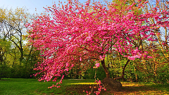 A Park At Springtime, sunshine, red, blossoms, tree HD wallpaper
