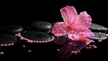 Pearls, Hibiscus HD wallpaper