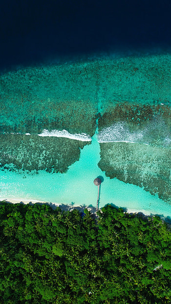 Nature, Sea, Beach, Palms, View From Above, Coast HD phone wallpaper