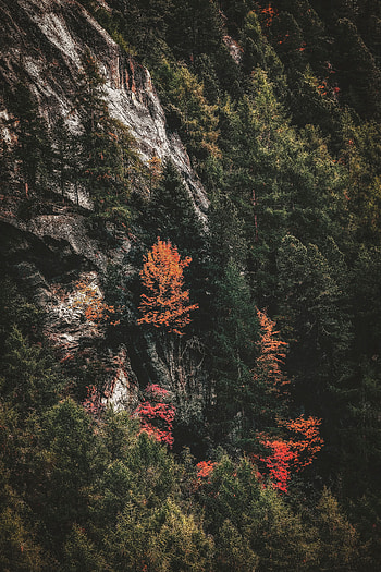 Nature, Trees, Rock, Forest, Slope HD phone wallpaper