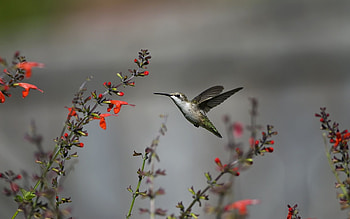 background, Beautiful , Striking hummingbird, Majestic bird HD wallpaper