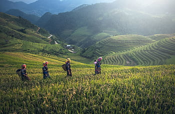 Scenic view of rice terraces with farmers in traditional wear during harvest season. HD wallpaper