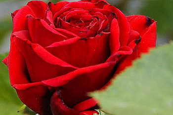 Gorgeous Red Rose, rose, nature, red, flower HD wallpaper