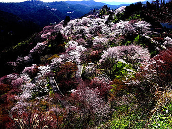 sakura hill, cherry, blossoms, sakura, trees, nature, hill HD wallpaper