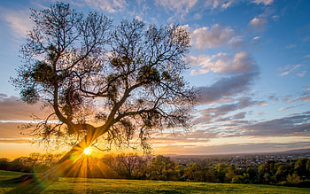 Landscape, Nature, Shine, Light, Wood, Tree HD wallpaper