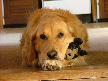 Sweet dog with dog toy, sweet, animal, dog, toy, puppy HD wallpaper