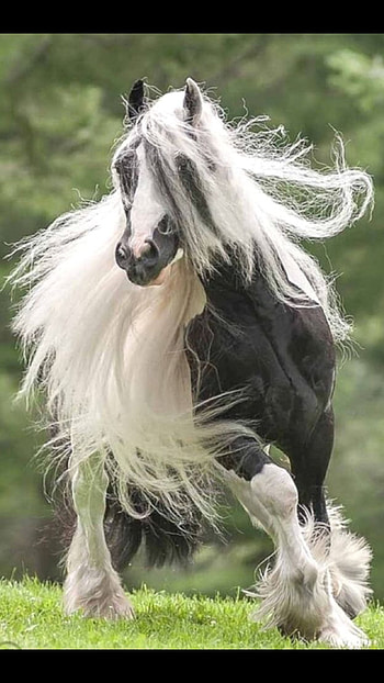 Grey White, Long Hair Horse, long hair, horse HD phone wallpaper