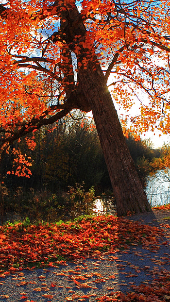 Rusty Red Forest Fall Android HD phone wallpaper