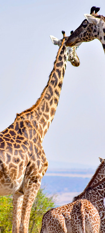 Giraffe, Maasai Mara National Reserve, Kenya wildlife , Stunning wildlife ry HD phone wallpaper