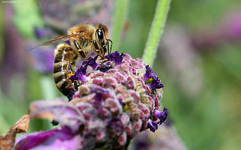 Bee on flower, Nature's , Insect's wonder HD wallpaper