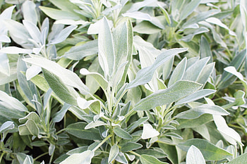 Sage herb, Sage advice, Flavorful herb, Table life HD wallpaper