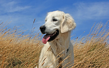 Animals, Grass, To Lie Down, Lie, Dog, Labrador HD wallpaper