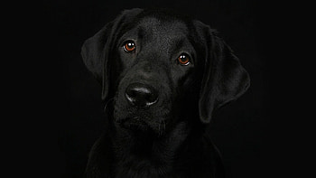 Black Labrador Retriever, Stunning backgrounds, Elegant dog breed HD wallpaper