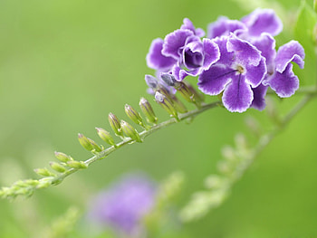 Flowers, Flower, Branch, Striped, Shaggy HD wallpaper