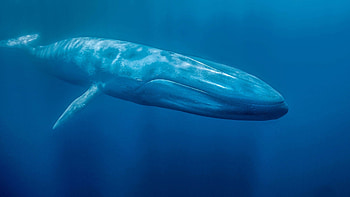 Blue Whale, Whale , backgrounds HD wallpaper