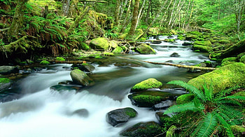 Daintree, Rainforests HD wallpaper