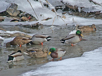A Bunch of Quakers, winter, duck, water, snow HD wallpaper