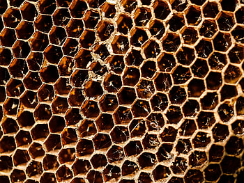 Beehive, honey bee hive, , Nature HD wallpaper