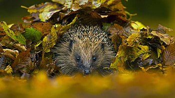 European hedgehog in Sussex, England, Animal, hedgehog HD wallpaper