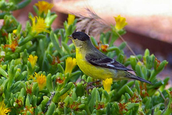 Lesser_Goldfinch, lesser, goldfinch, beautiful HD wallpaper