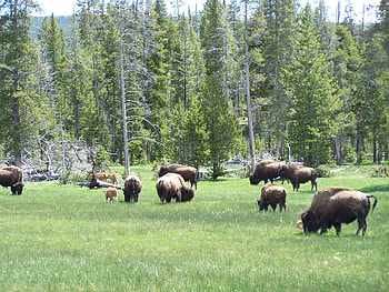 West Yellowstone American Bison, Landscape, National Parks, American Bison, Buffalo HD wallpaper