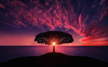 Sunset Tree Red Ocean Sky, nature, tree, red, ocean, sky, graphy, red, pink HD wallpaper