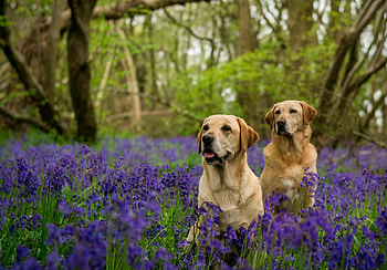 Dogs, dog, sweet, animal, cute, beautiful, puppys, puppy, pretty, animals, lovely HD wallpaper