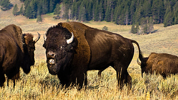 featuring buffalo, Nature's beauty, Wildlife wonder, Animal graphy HD wallpaper