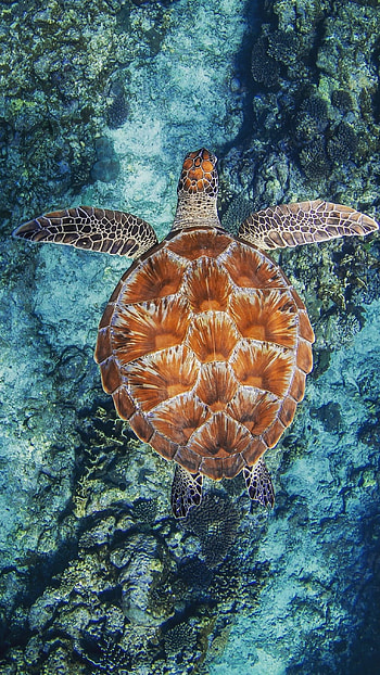 Turtle, Ocean Tortoise HD phone wallpaper